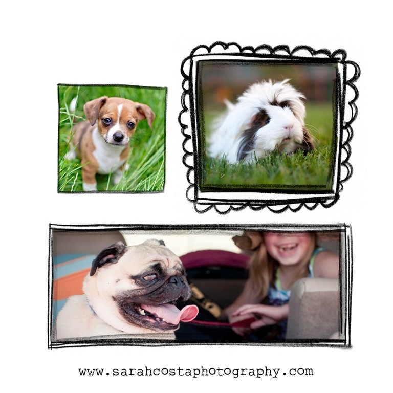 pet-contest-3-PHOTO-TEMPLATE-(2)