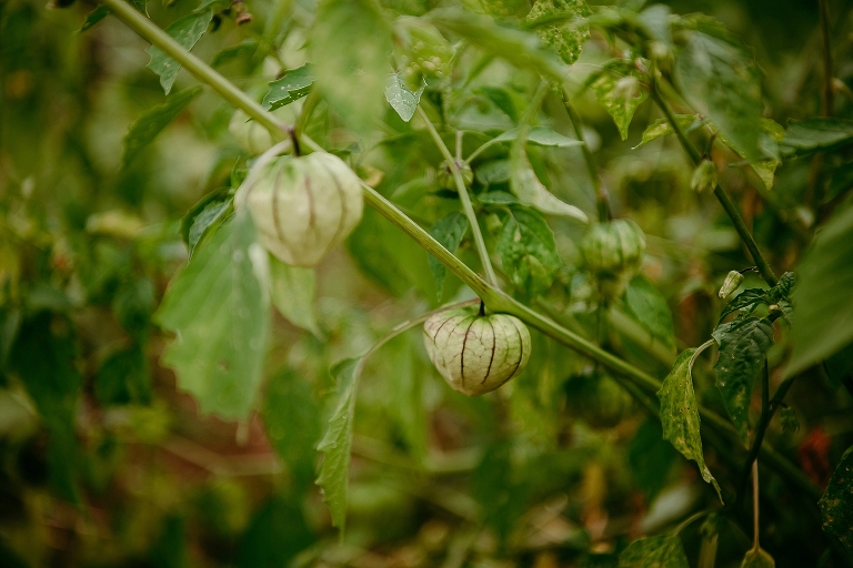 Ridgefield Wa photographer