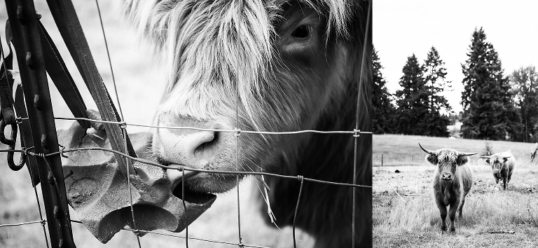 Ridgefield Wa photographer